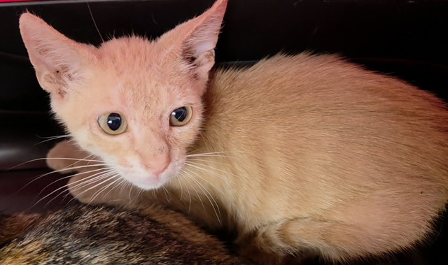 Adoptable Cat