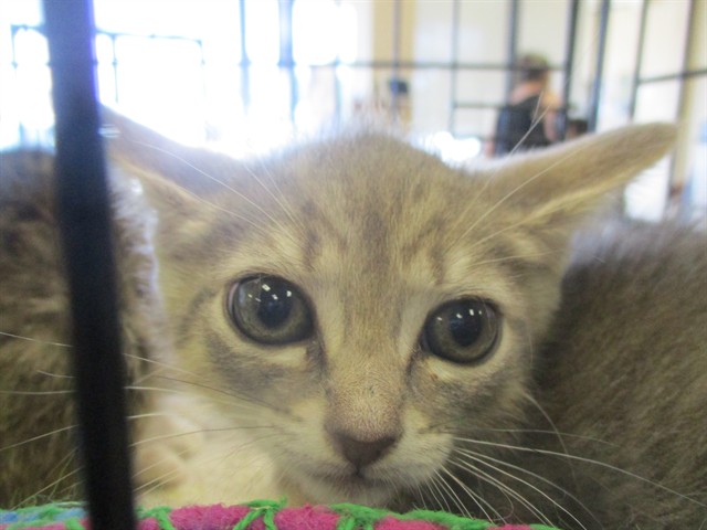Adoptable Cat