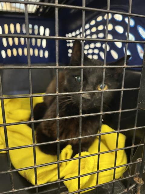 Adoptable Cat