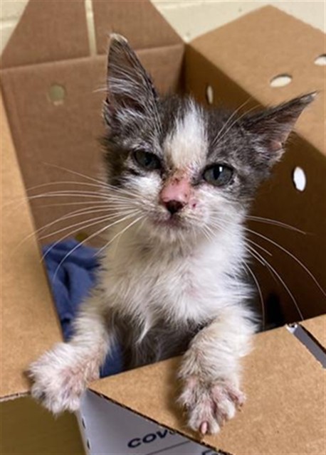 Adoptable Cat