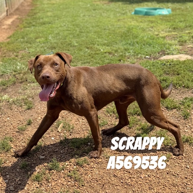 Scrappy