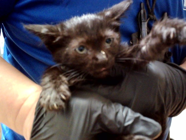 Adoptable Cat