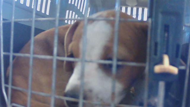 Puppy 1