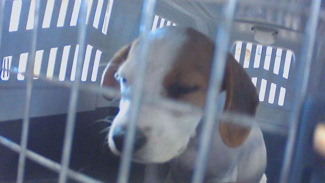 Puppy 2