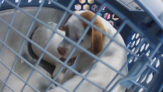 Puppy 3