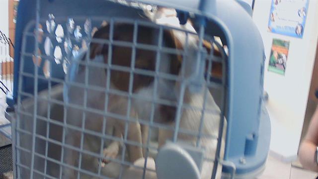 Puppy 4