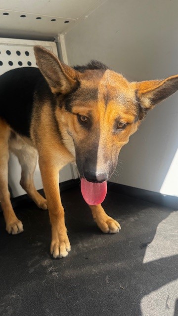 Adoptable Dog