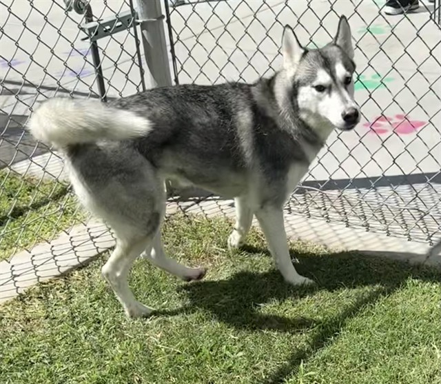Salma