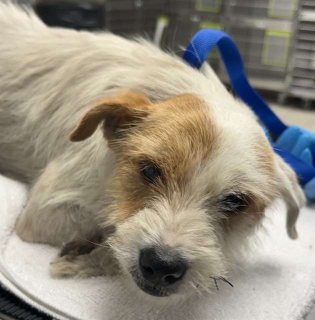 Shelter Staff Named Me *Primrose