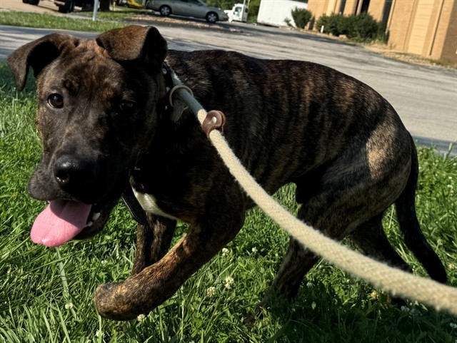 Zeus