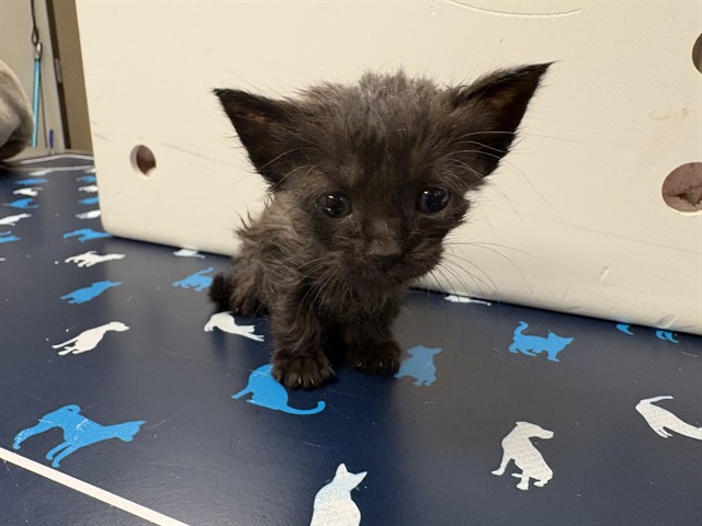 Needs A Foster