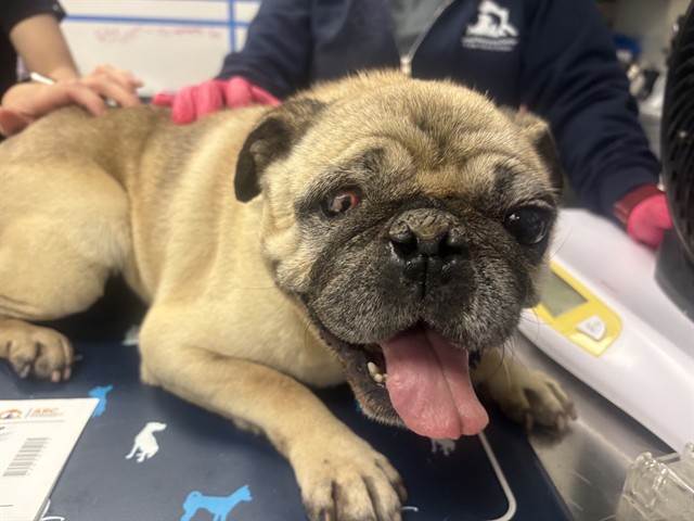 Adoptable Dog