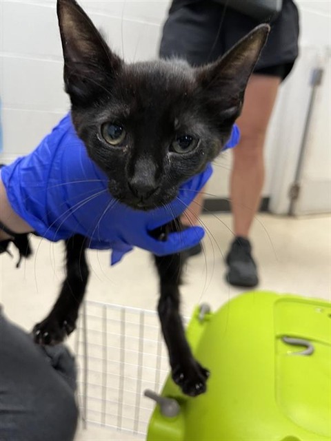 Adoptable Cat