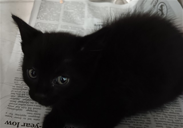 Adoptable Cat