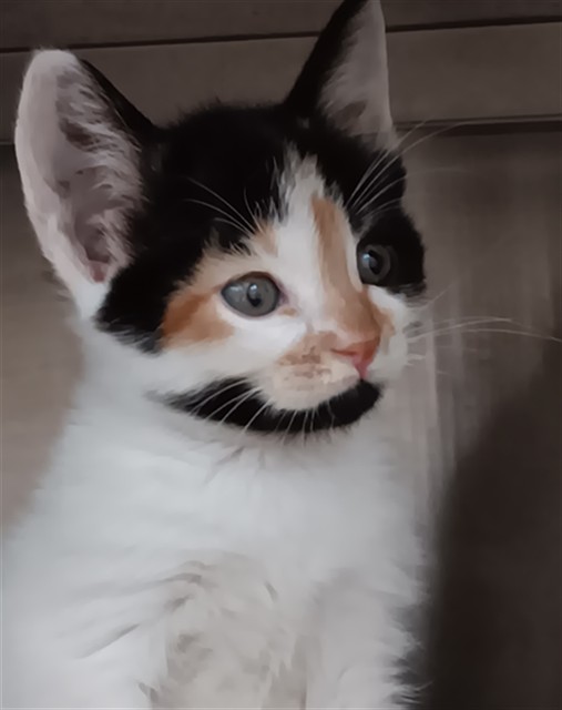 Adoptable Cat
