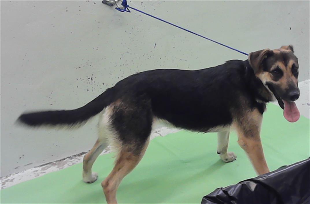 Adoptable Dog