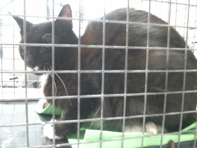 Adoptable Cat