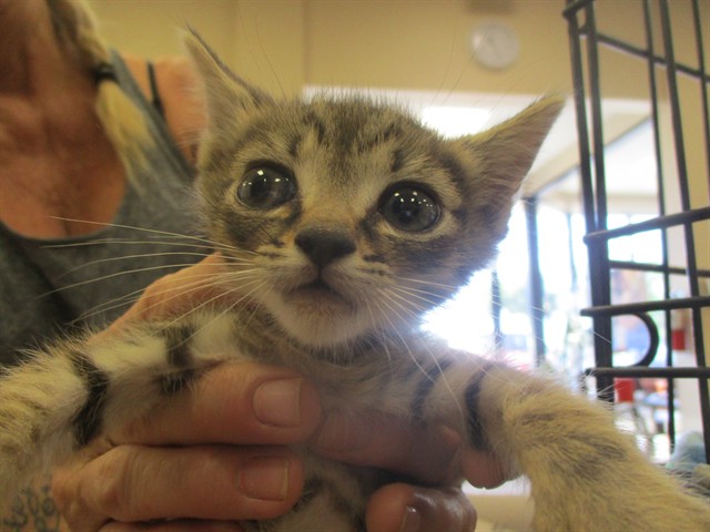 Adoptable Cat