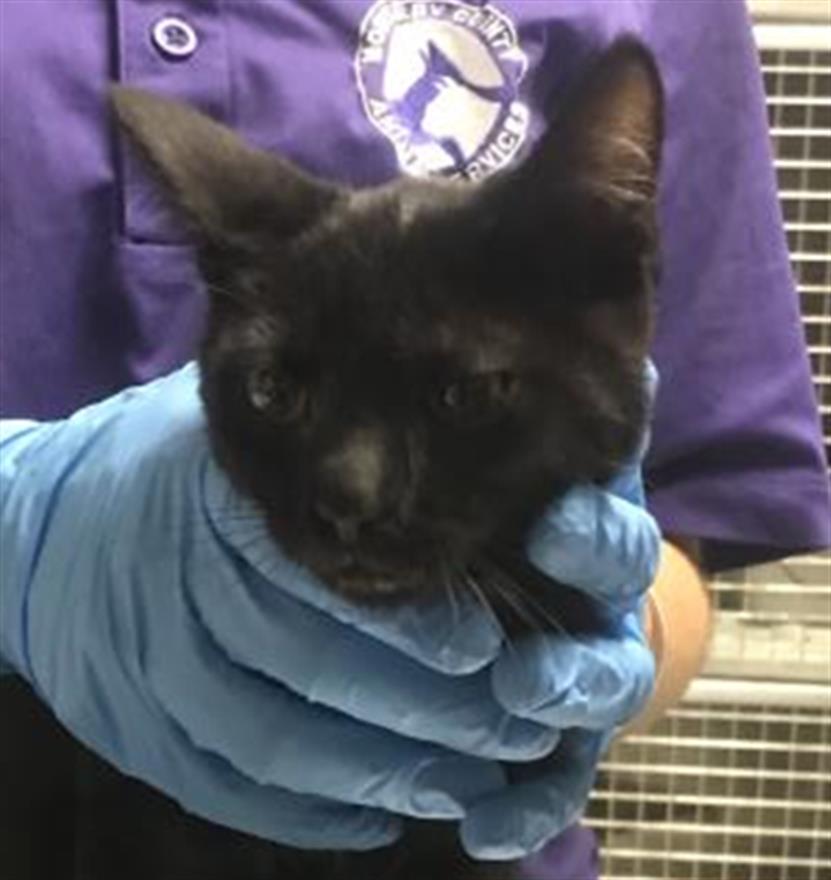 Adoptable Cat
