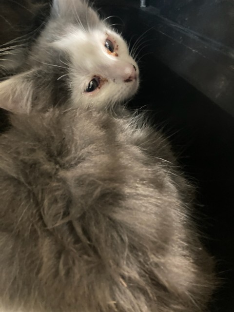 Adoptable Cat