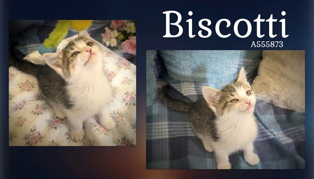 Biscotti