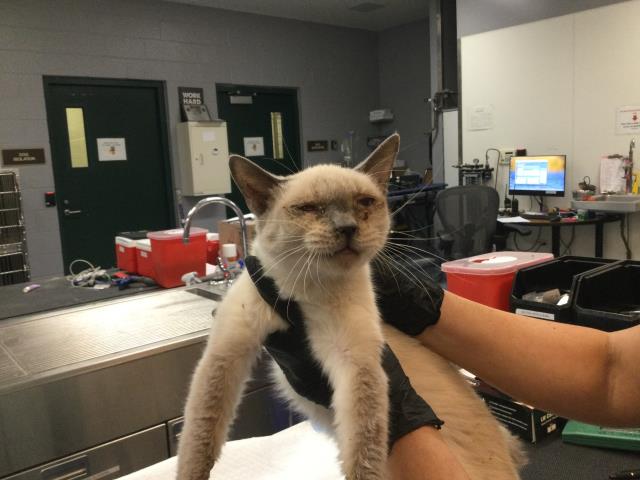 Adoptable Cat
