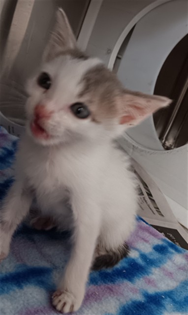 Adoptable Cat