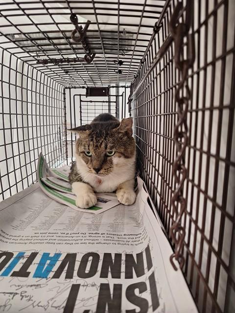 Adoptable Cat
