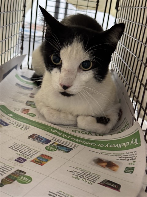 Adoptable Cat