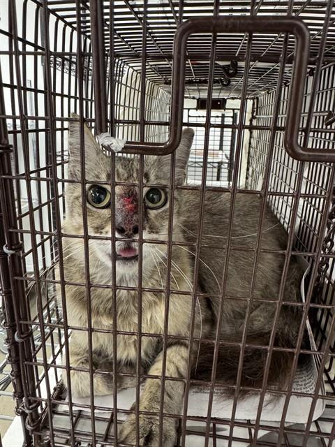 Adoptable Cat