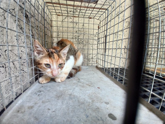 Adoptable Cat