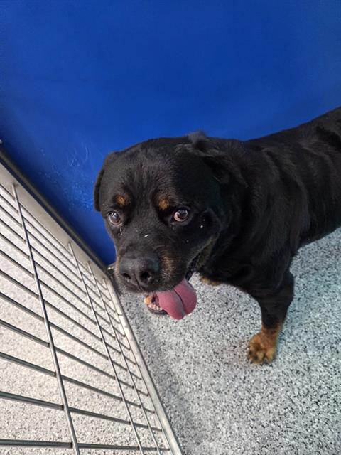 Adoptable Dog