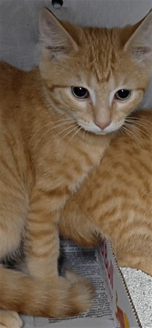 Butternut