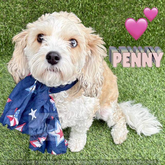 Penny