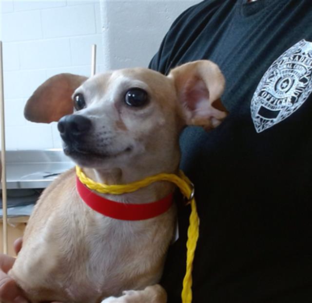 Adoptable Dog