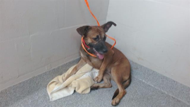 Adoptable Dog