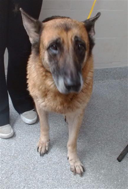 Adoptable Dog