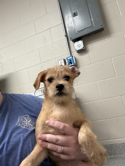 Adoptable Dog