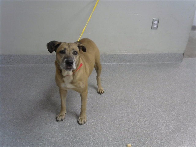 Adoptable Dog