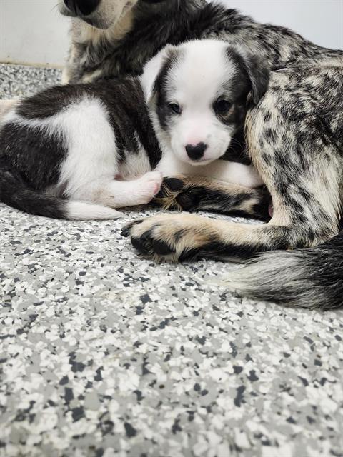 Obi