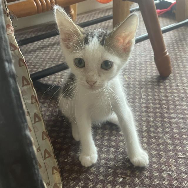 Sammy