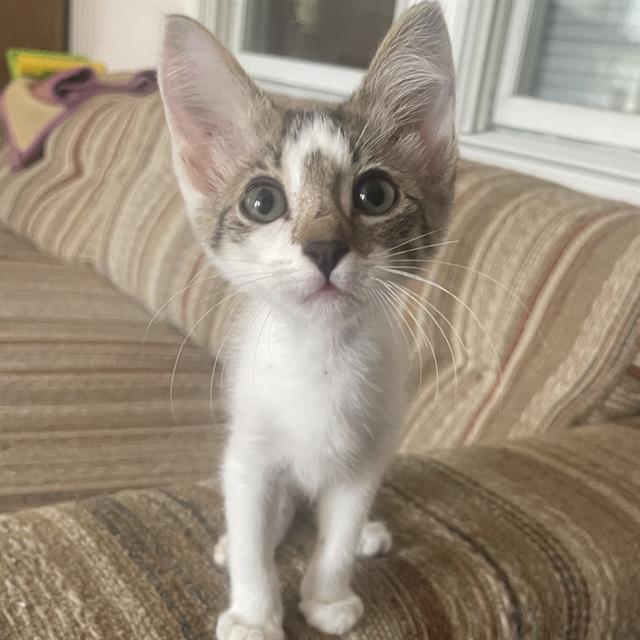 Macey