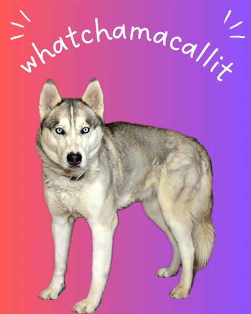 Whatchamacallit