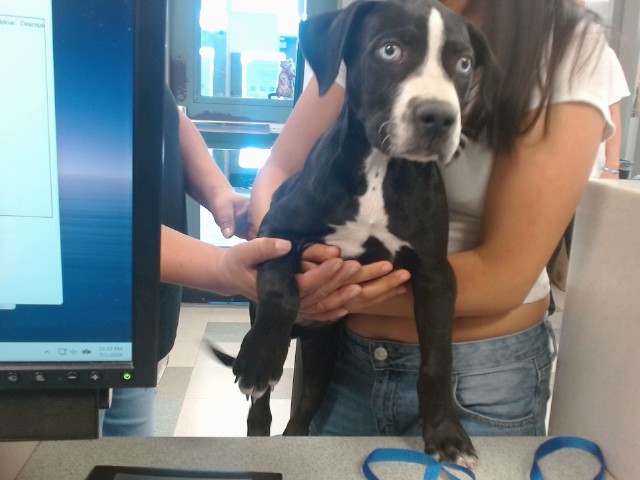 Adoptable Dog