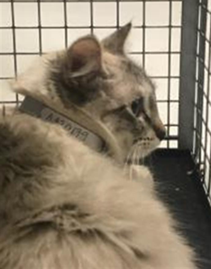 Adoptable Cat