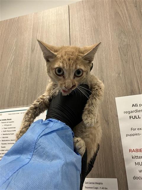 Adoptable Cat