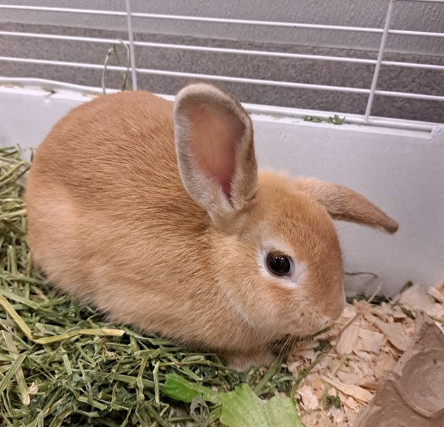 Caramel