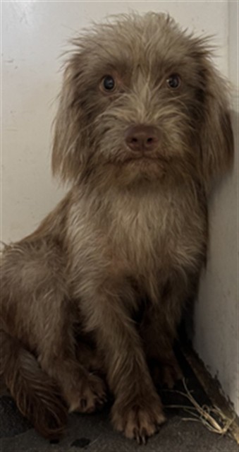 Adoptable Dog