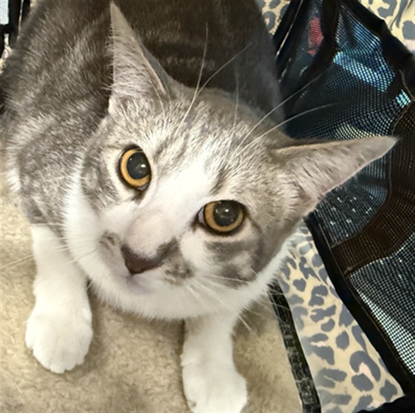 Oliver