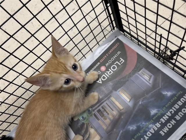 Adoptable Cat